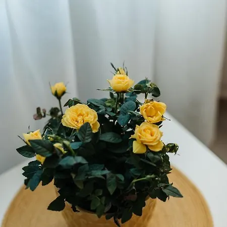 Charming Old Town & Jewish District, Quiet Neighborhood Appartamento *